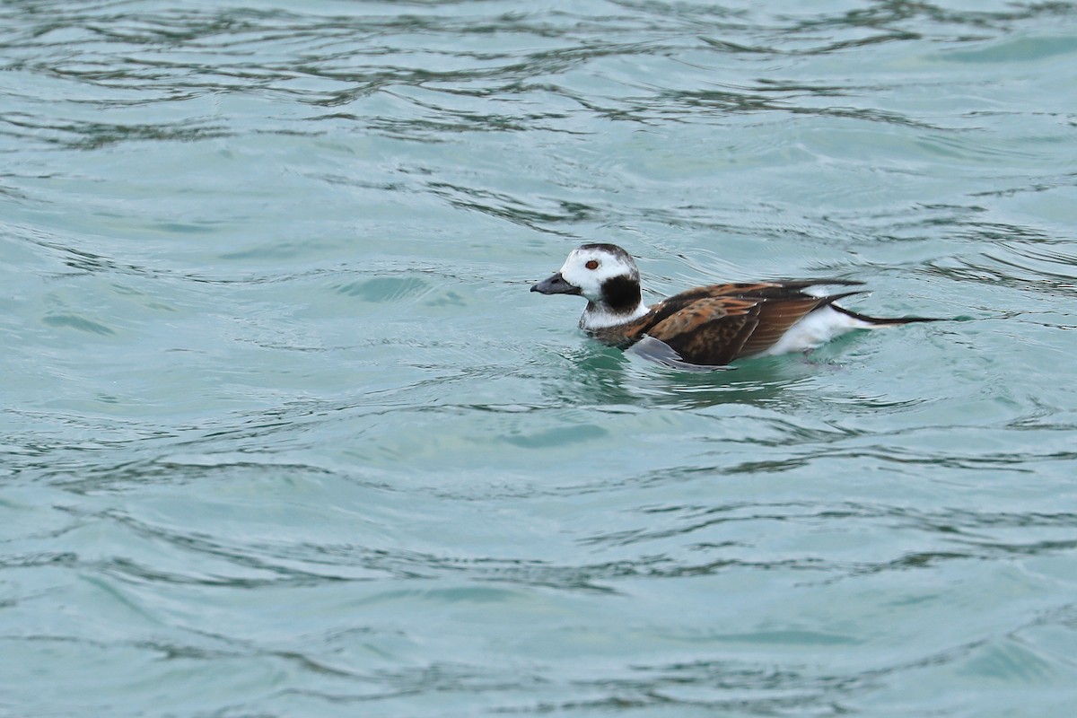 Long-tailed Duck - ML191182641