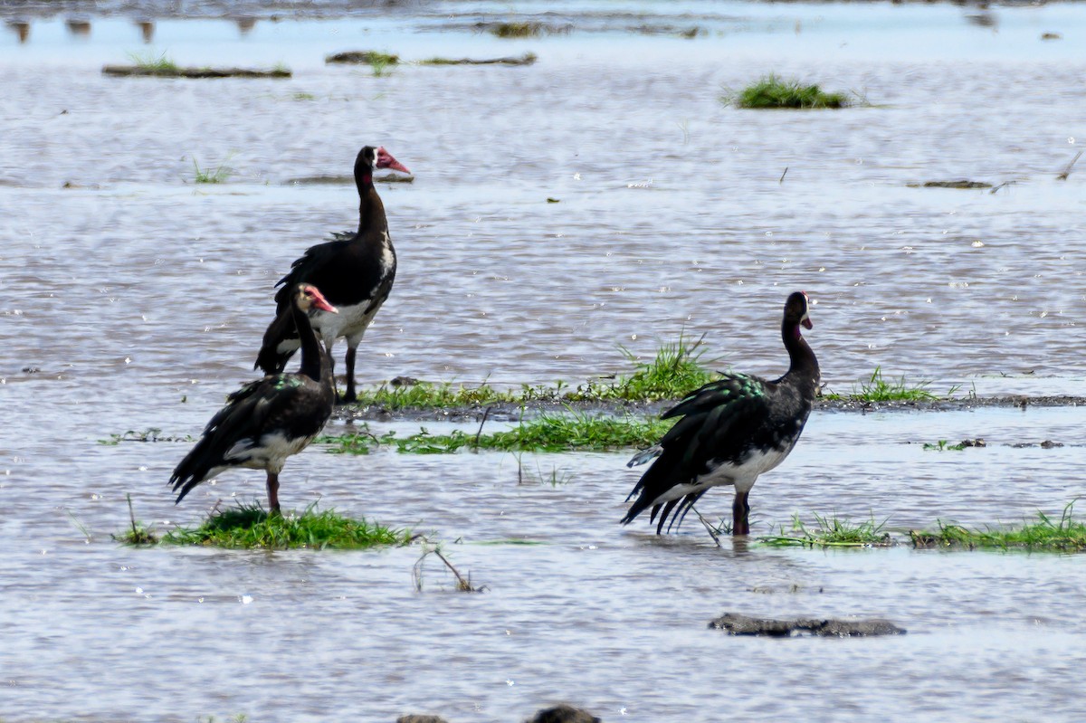 Spur-winged Goose - ML191183091