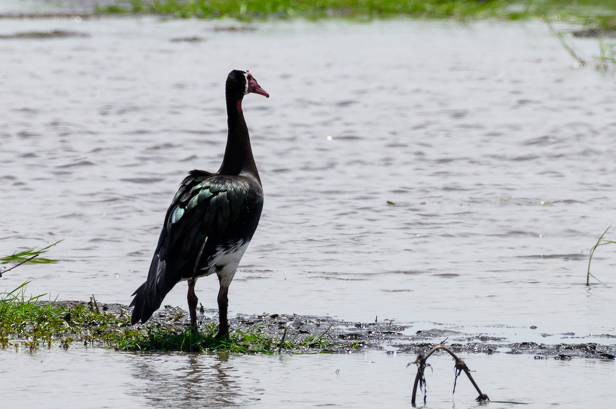 Spur-winged Goose - ML191183171