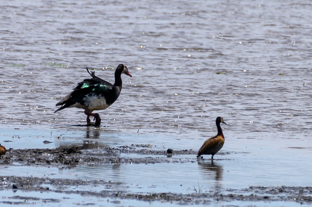 Spur-winged Goose - ML191183241