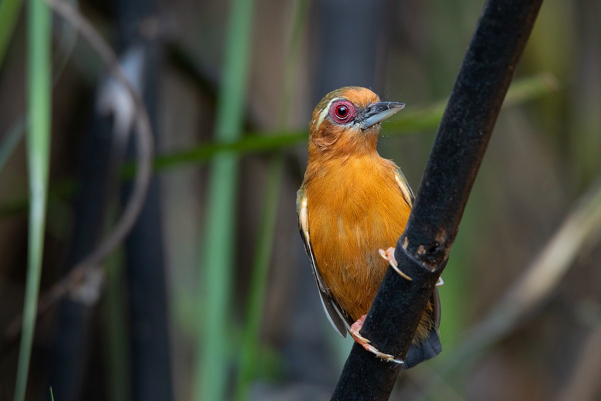 White-browed Piculet - ML191184241