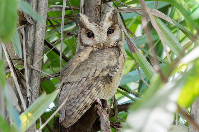 Photos - Collared Scops-Owl - Otus lettia - Birds of the World