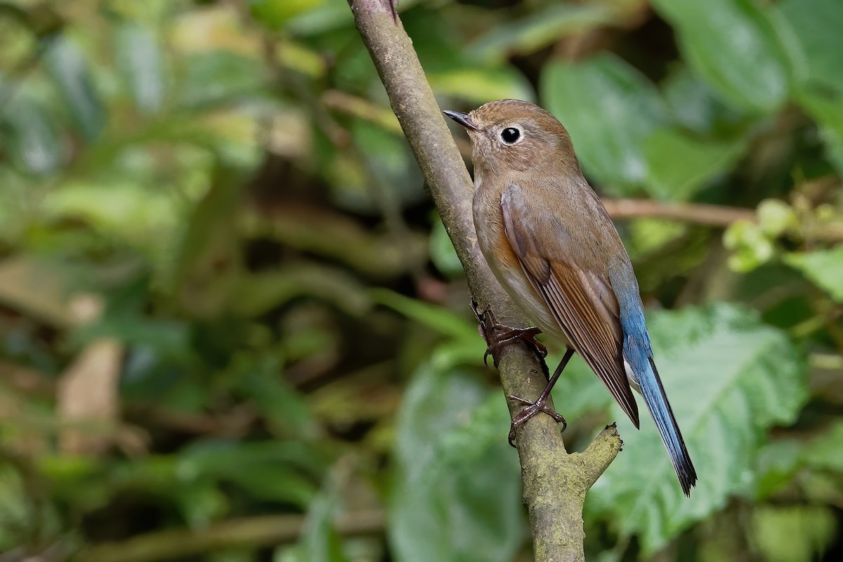 Red-flanked Bluetail - ML191184721