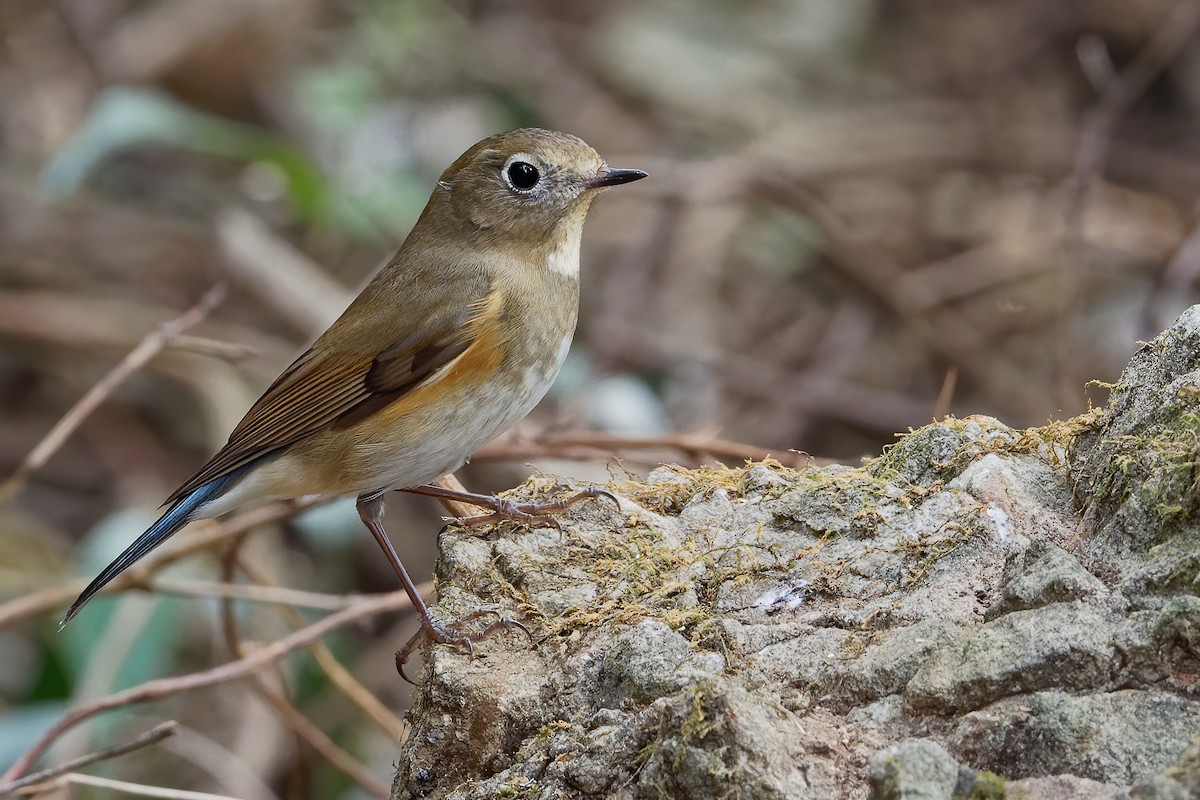 Red-flanked Bluetail - ML191184731