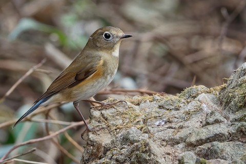 Birds - - Red-flanked Bluetail(Tarsiger cyanurus) - Photo by