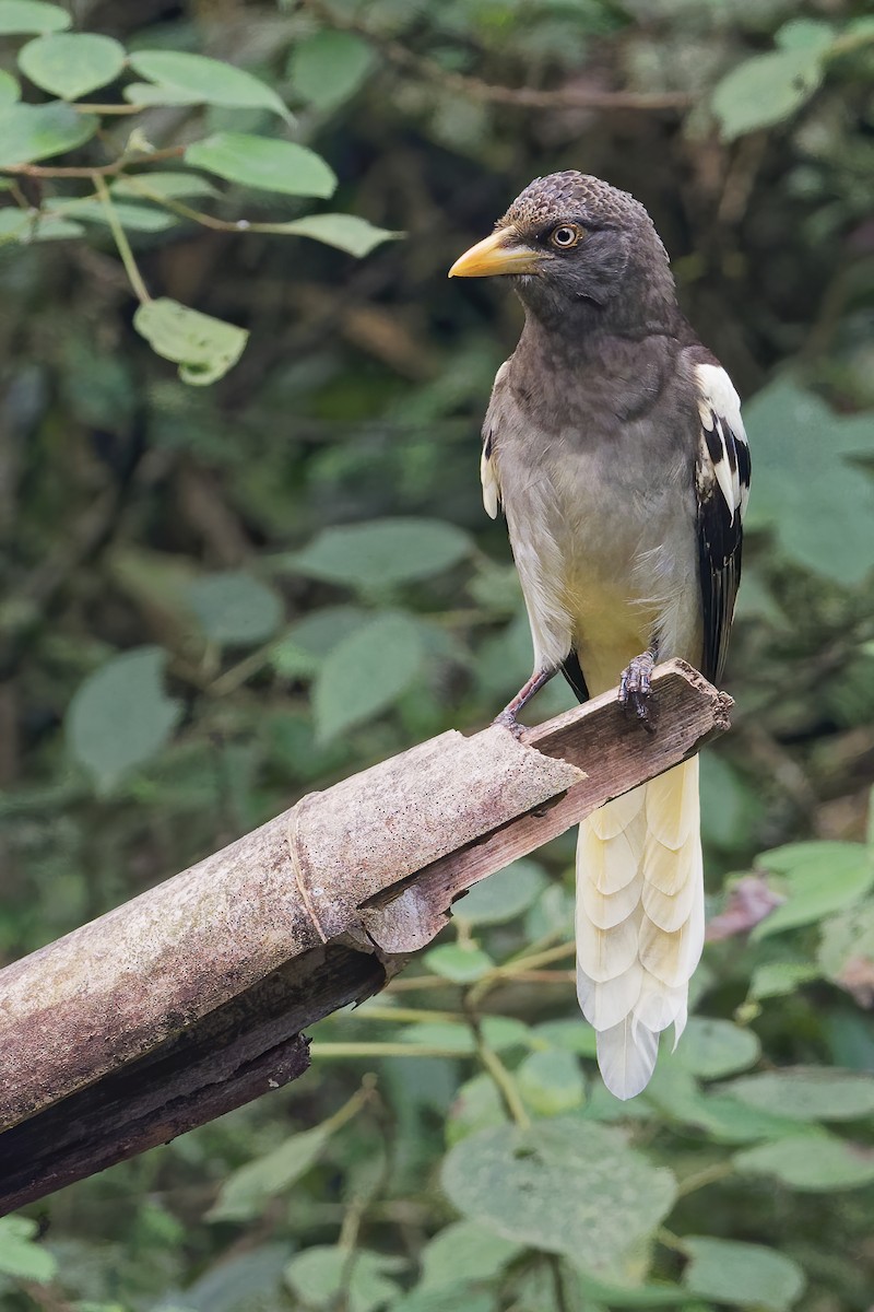 White-winged Magpie (Black-tailed) - ML191185421