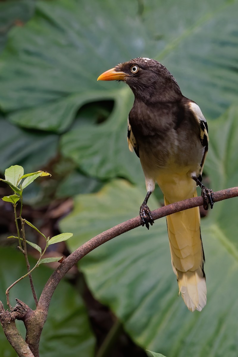 White-winged Magpie (Black-tailed) - ML191185481