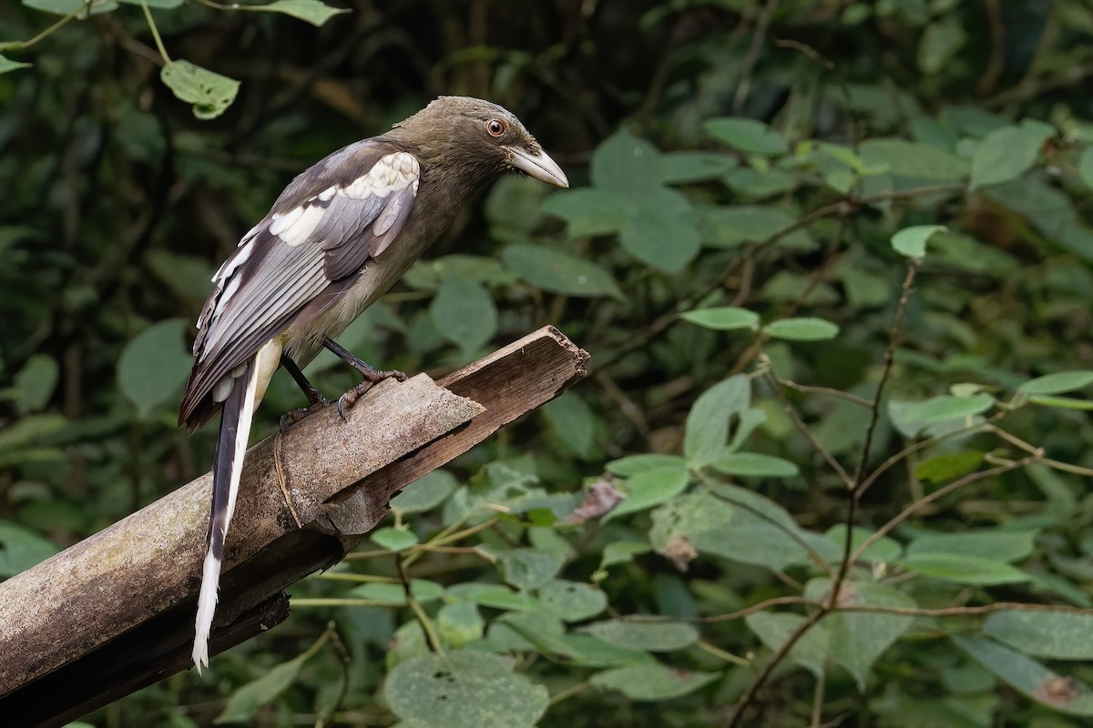 White-winged Magpie (Black-tailed) - ML191185501