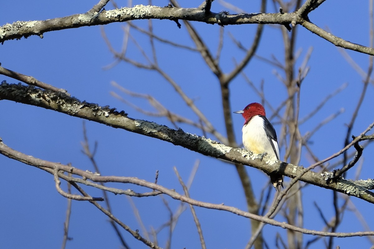 Red-headed Woodpecker - Marlene Kraml