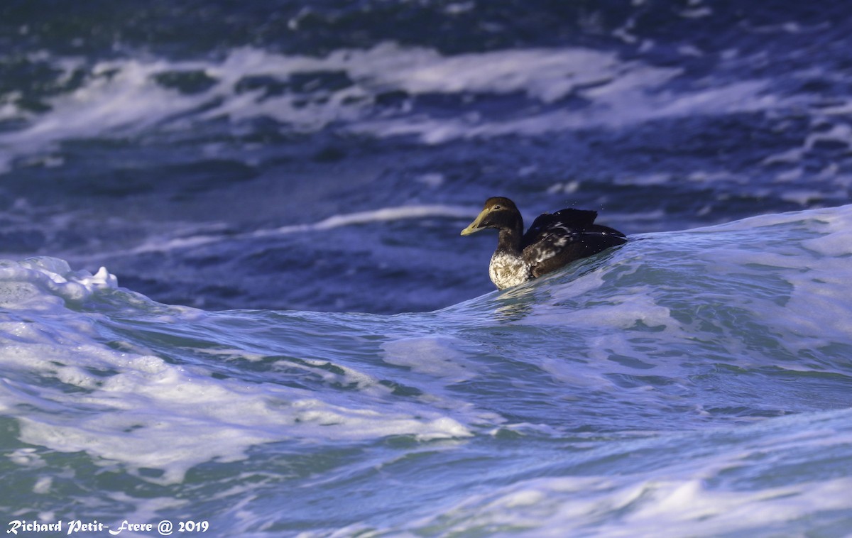 eBird Checklist - 30 Nov 2019 - Halibut Point SP - 10 species