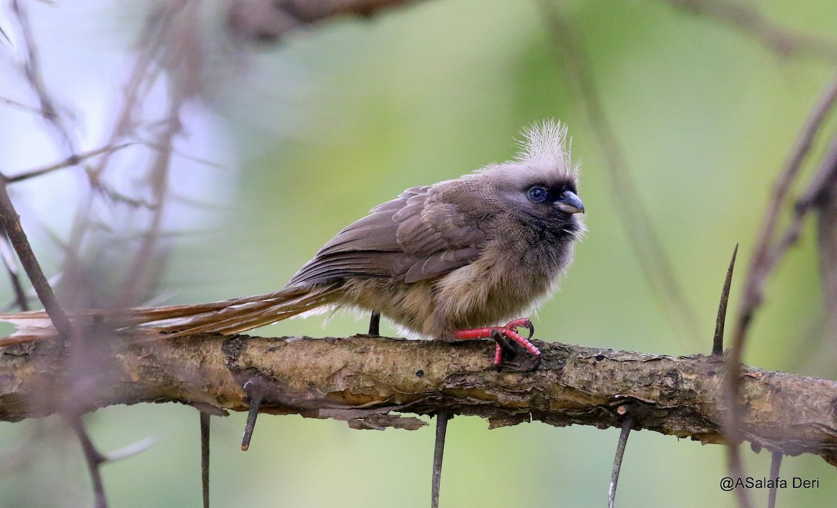 Speckled Mousebird - ML191197021