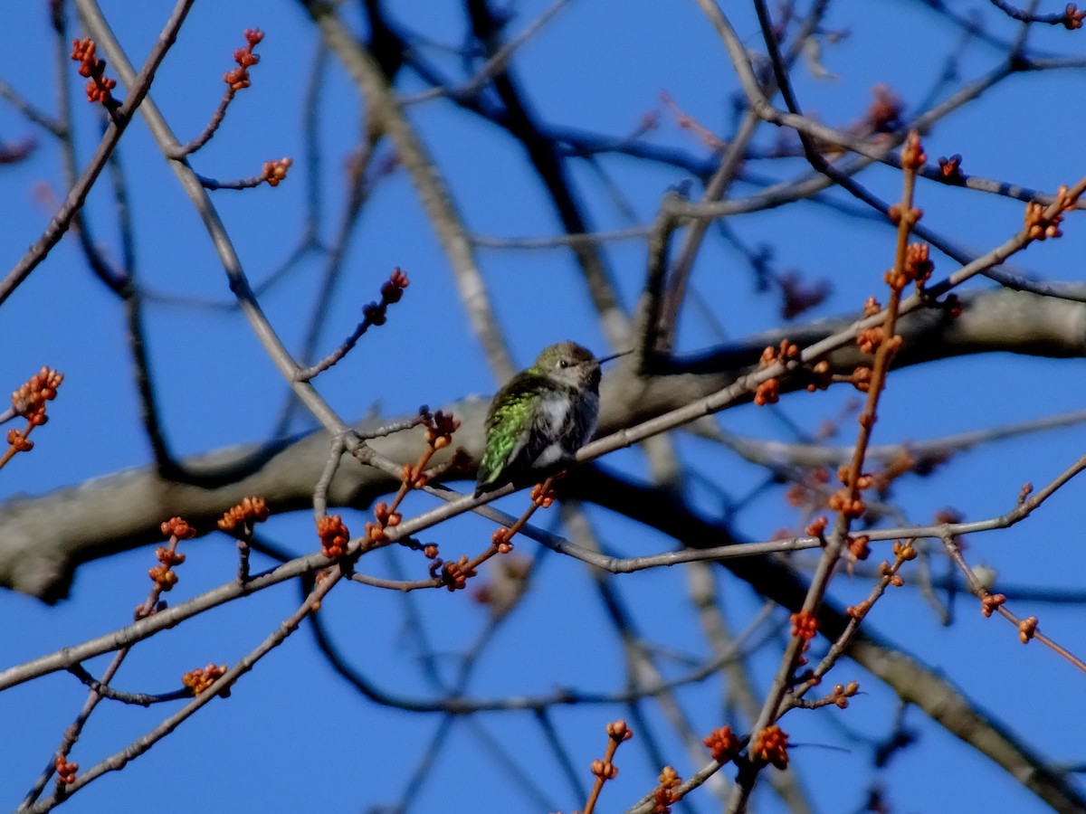 Anna's Hummingbird - ML191198761