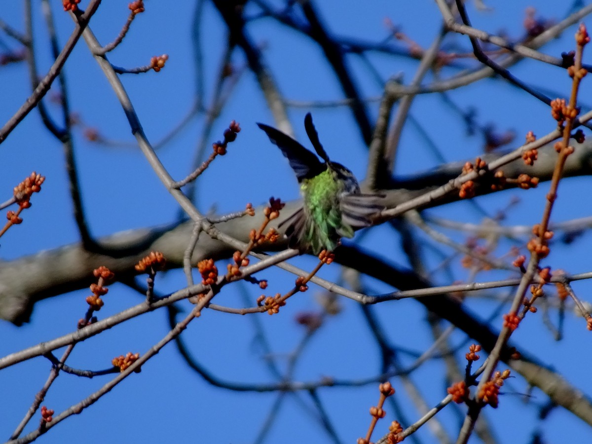 Anna's Hummingbird - Bryan Prather