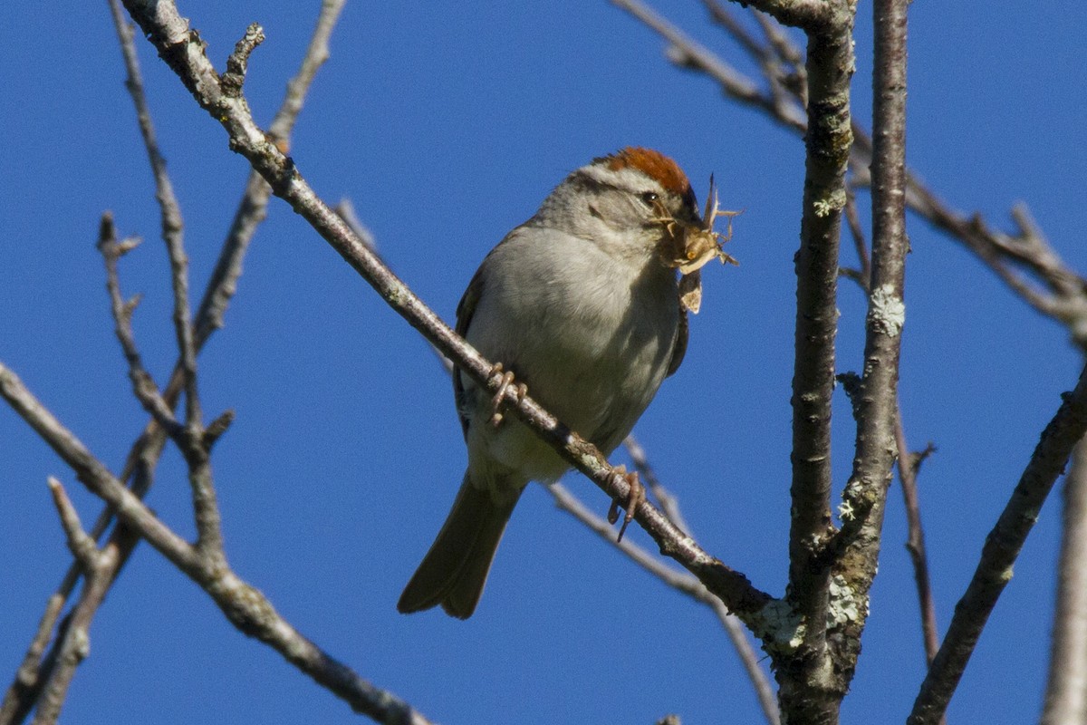 Chipping Sparrow - ML191200841