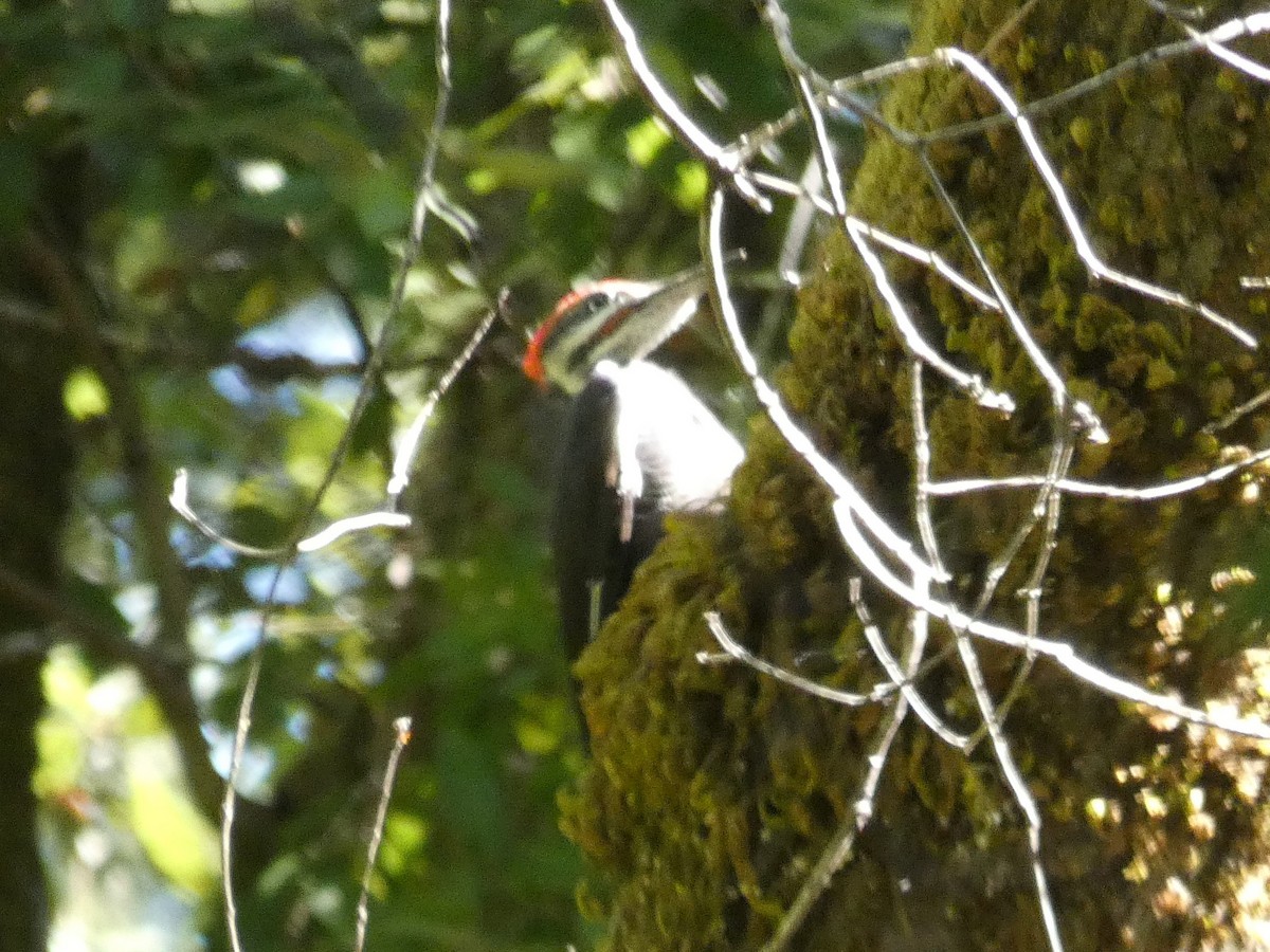 Pileated Woodpecker - ML191201221