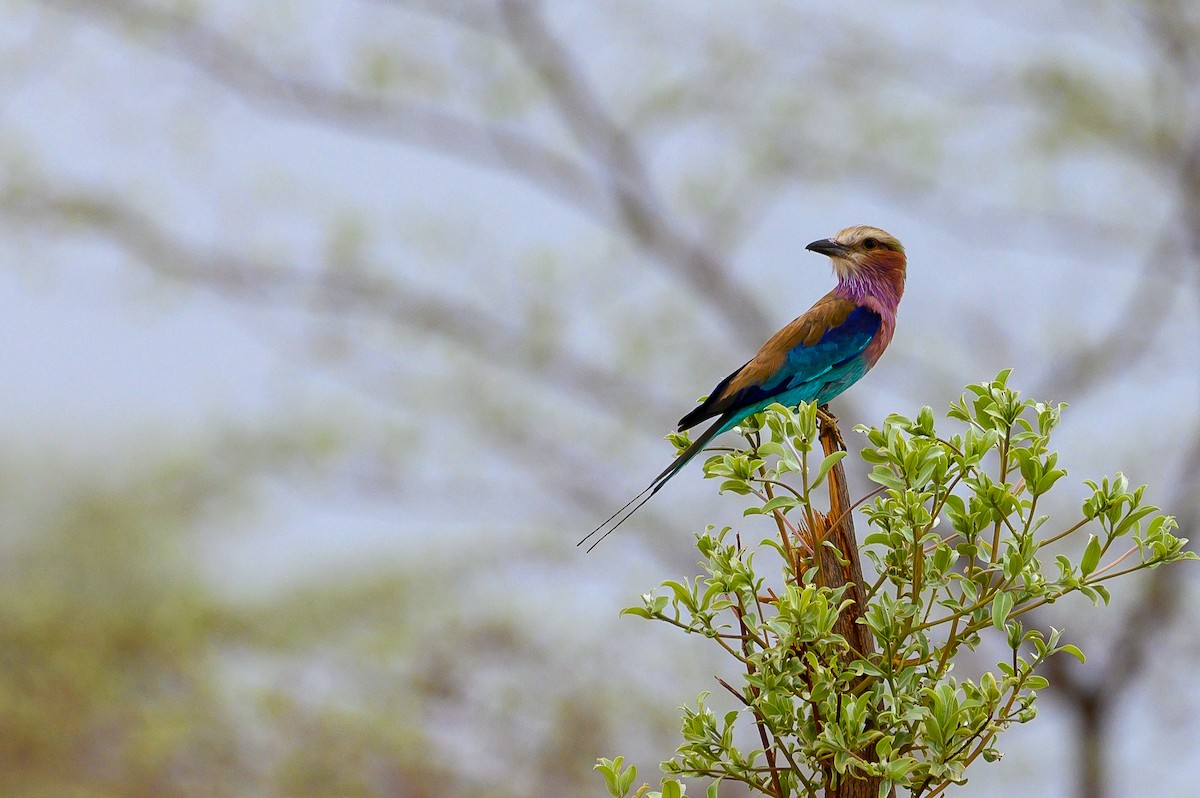 Lilac-breasted Roller - ML191202251