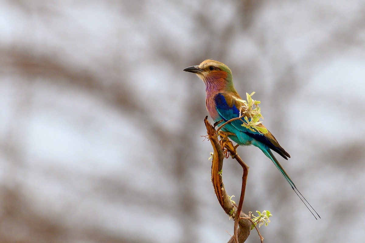 Lilac-breasted Roller - ML191202261