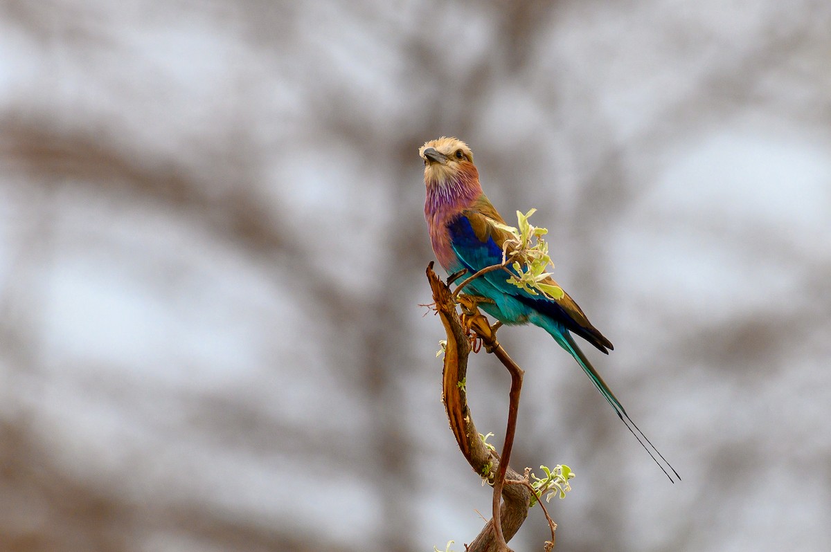Lilac-breasted Roller - ML191202271
