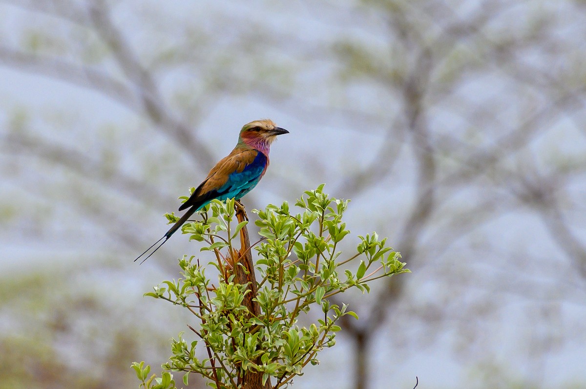 Lilac-breasted Roller - ML191202281
