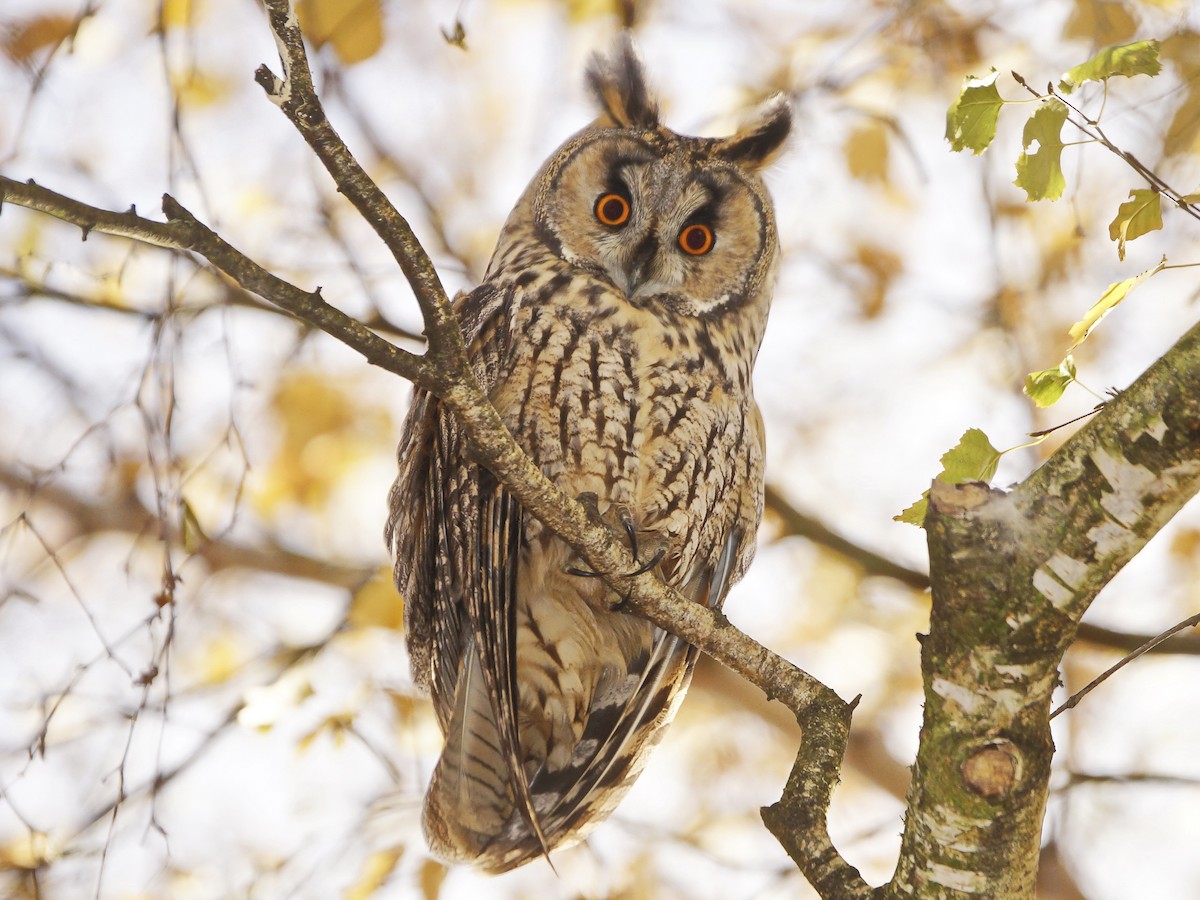 Long-eared Owl - Asio otus - Birds of the World