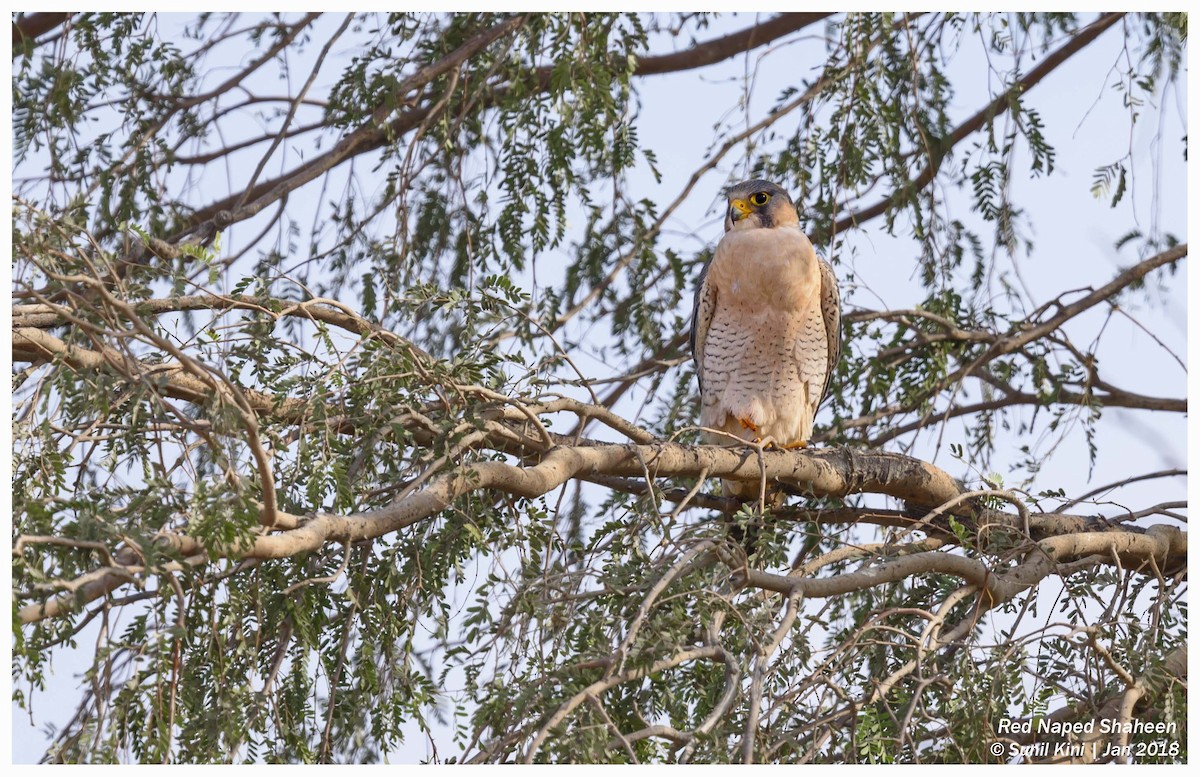 Peregrine Falcon (Red-capped) - Sunil Kini