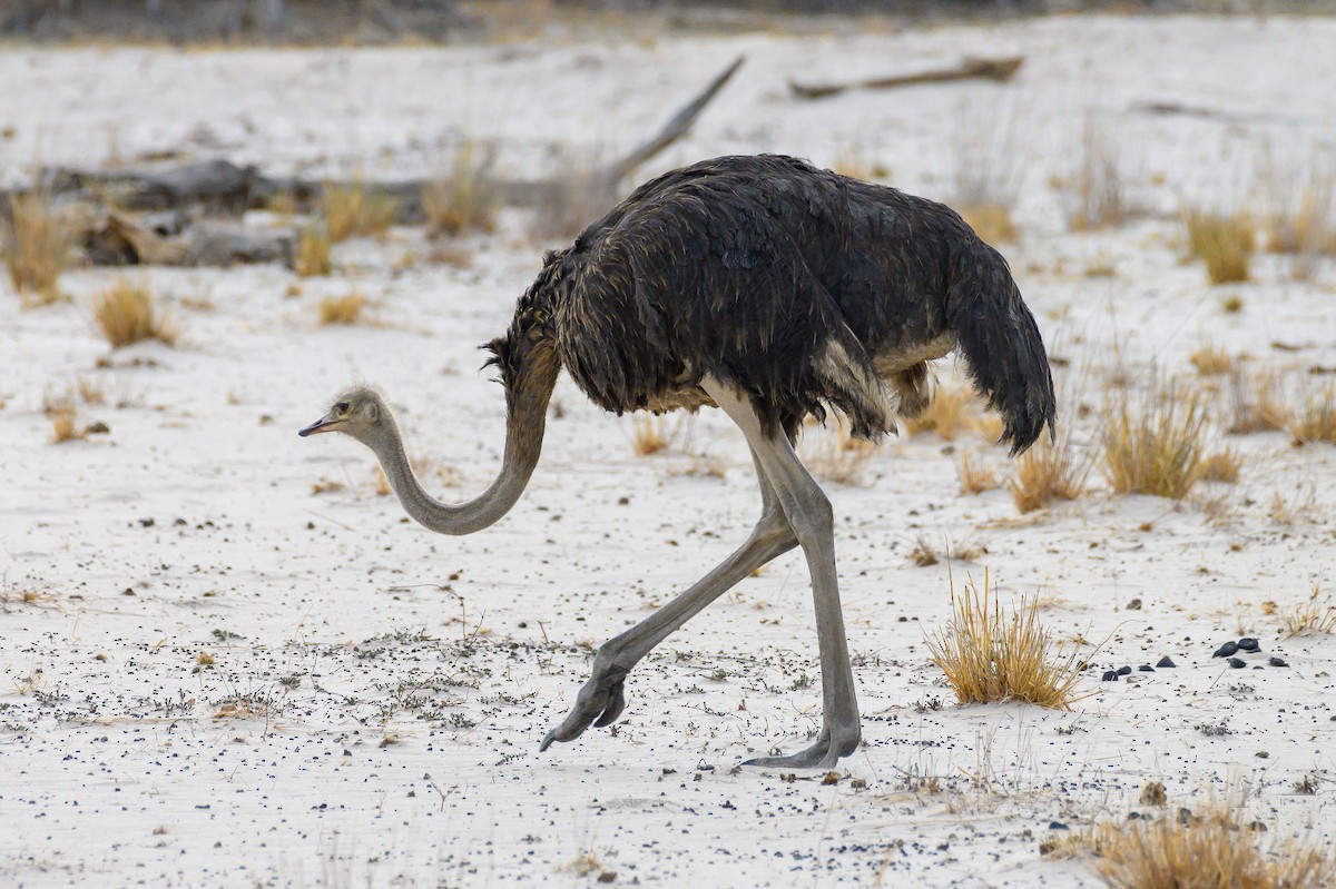 Common Ostrich - Stephen Davies