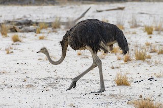 Common Ostrich, ML191217271