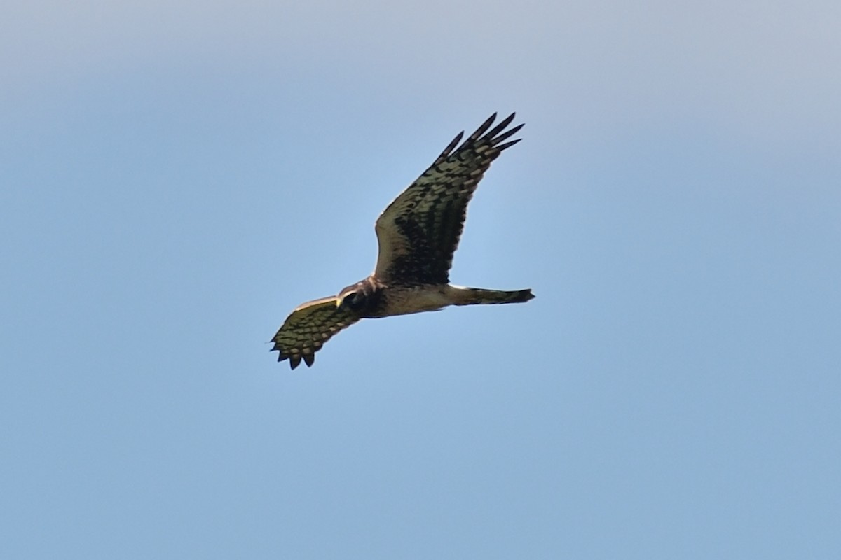 Northern Harrier - Michiel Oversteegen