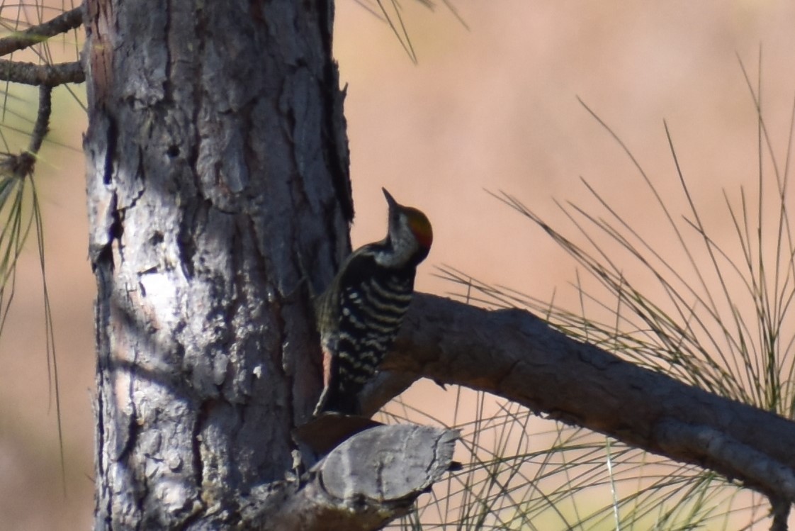 Fulvous-breasted Woodpecker - ML191219991