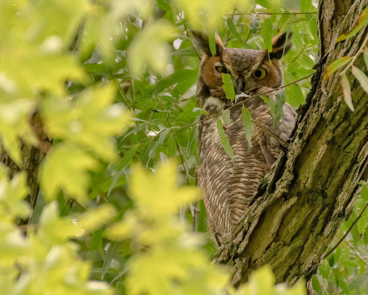 Great Horned Owl - ML191222511