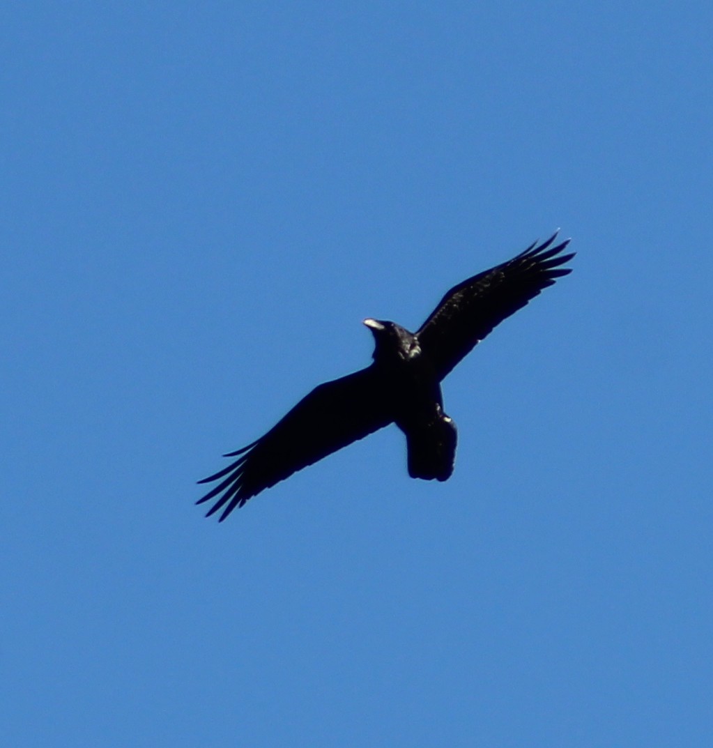 Common Raven - ML191225081