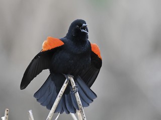  - Red-winged Blackbird