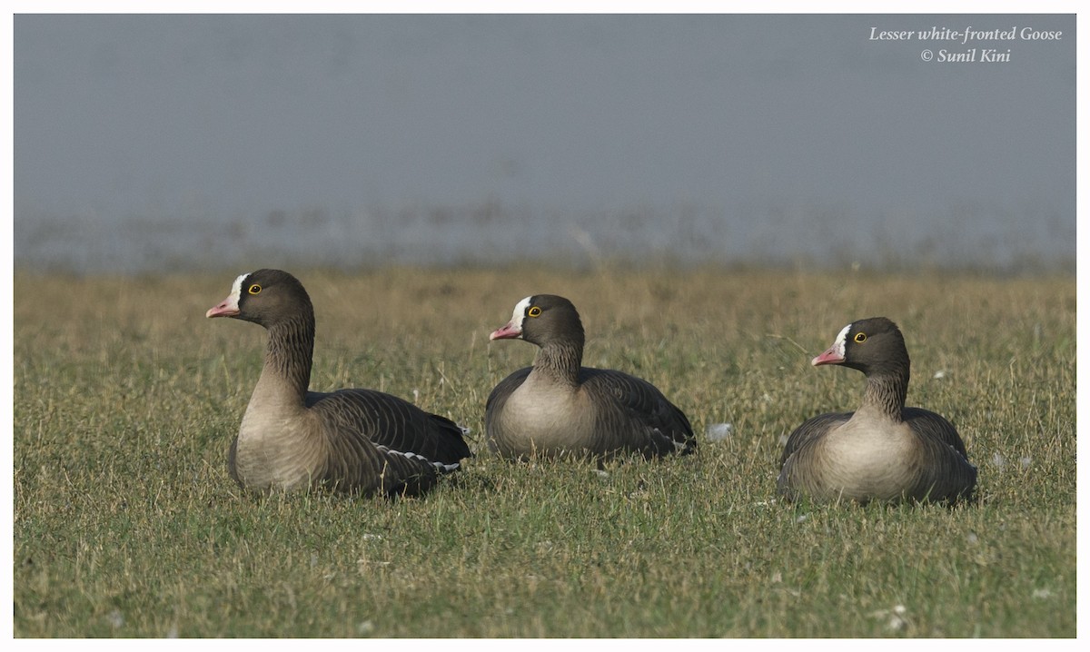 Lesser White-fronted Goose - ML191225381