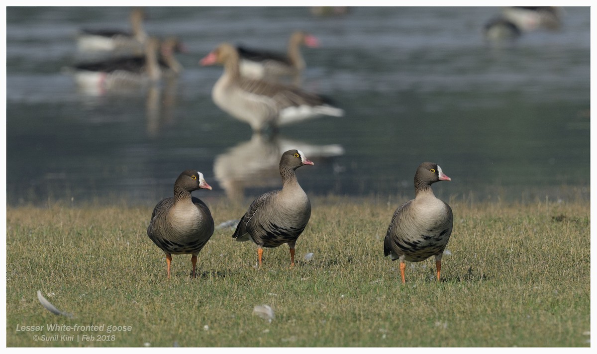 Lesser White-fronted Goose - ML191225421