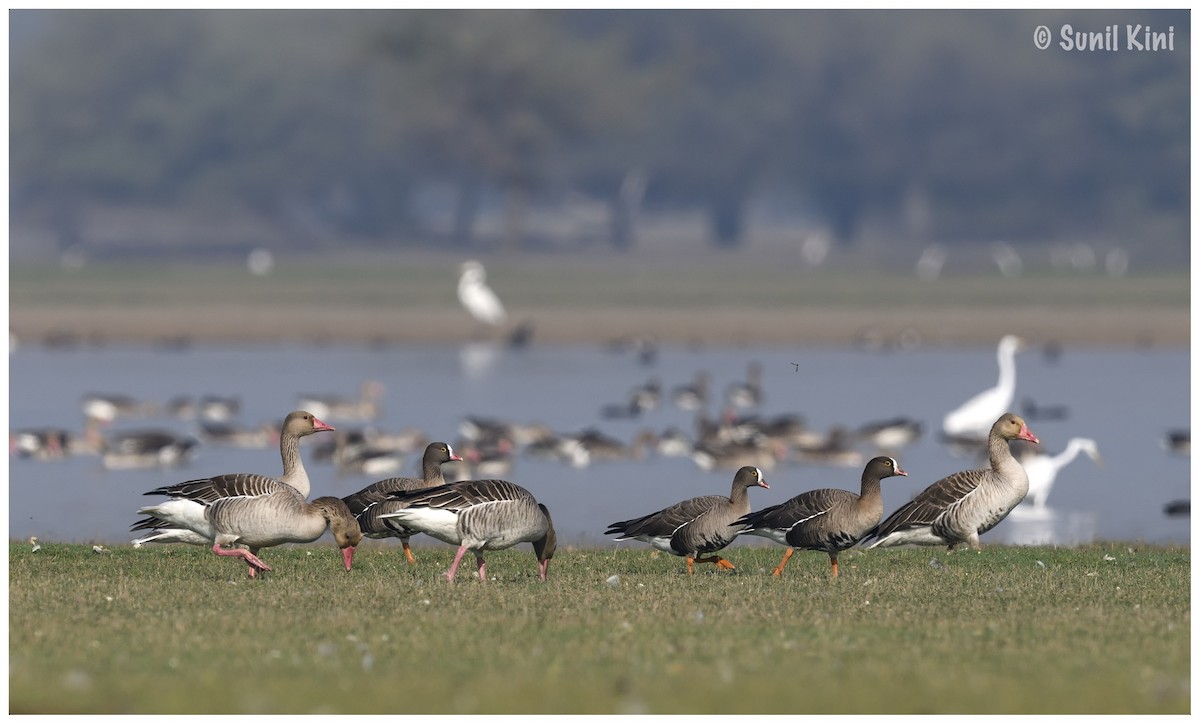 Lesser White-fronted Goose - ML191225431