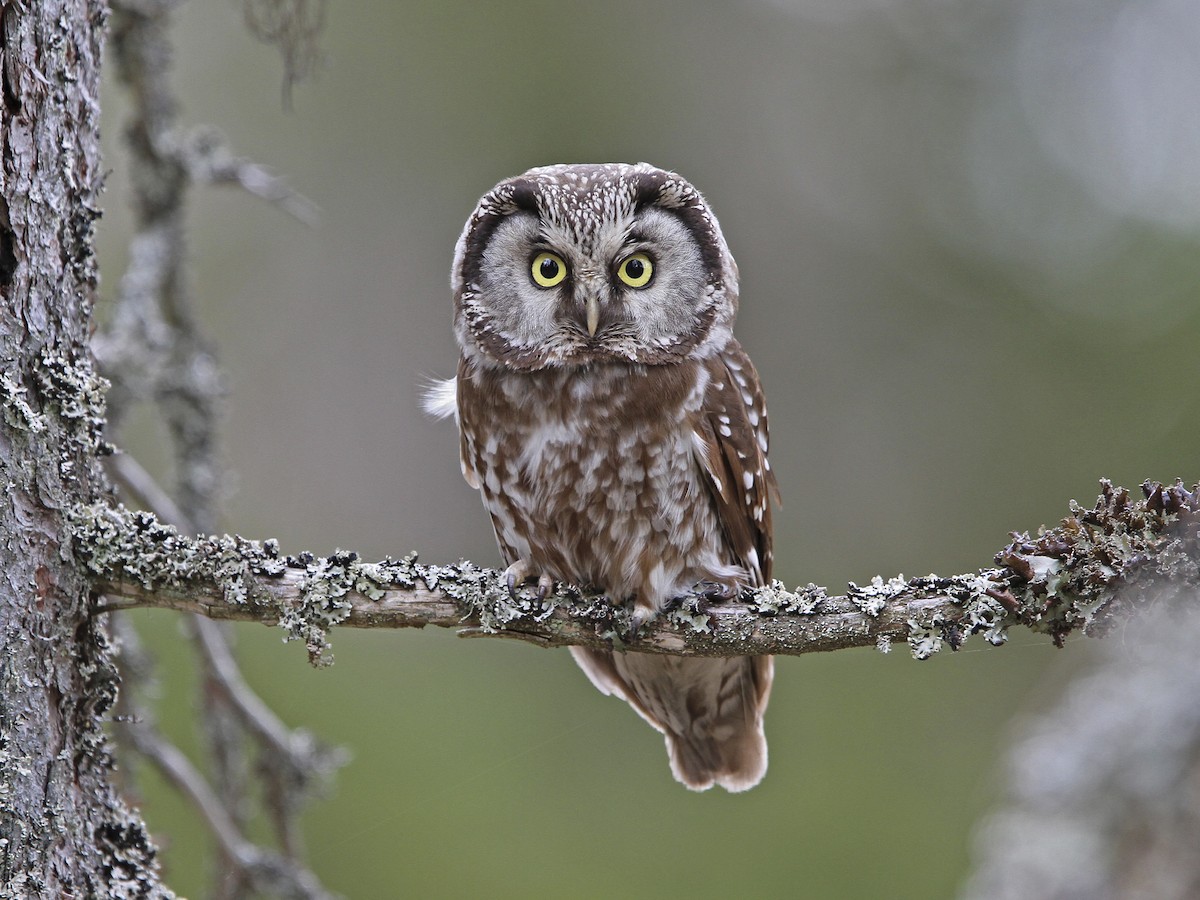 Boreal Owl - Aegolius funereus - Birds of the World