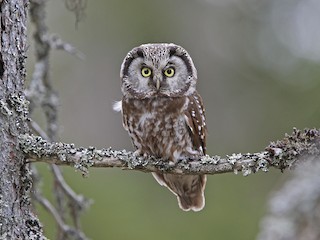  - Boreal Owl