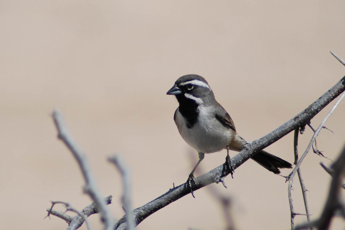 Black-throated Sparrow - Cameron Eckert