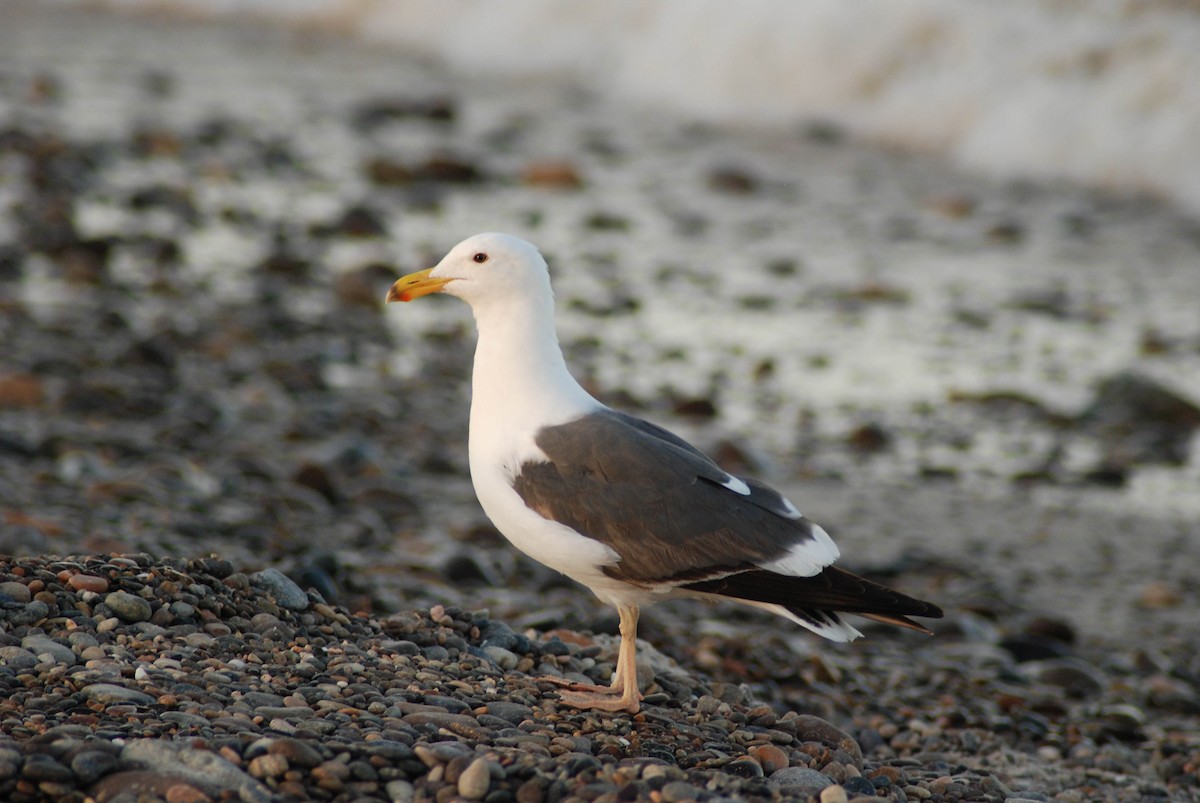 Yellow-footed Gull - Cameron Eckert