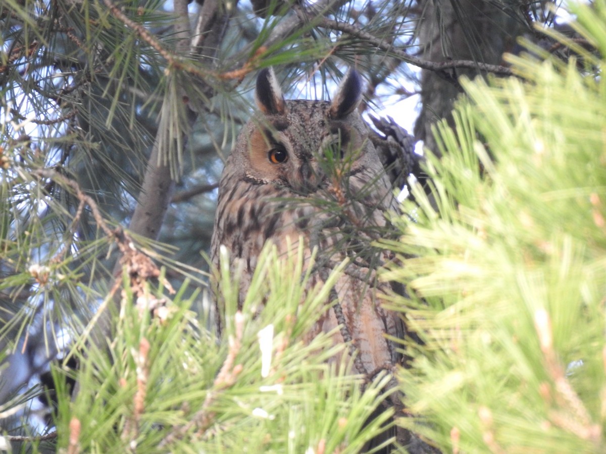 Long-eared Owl - ML191230621