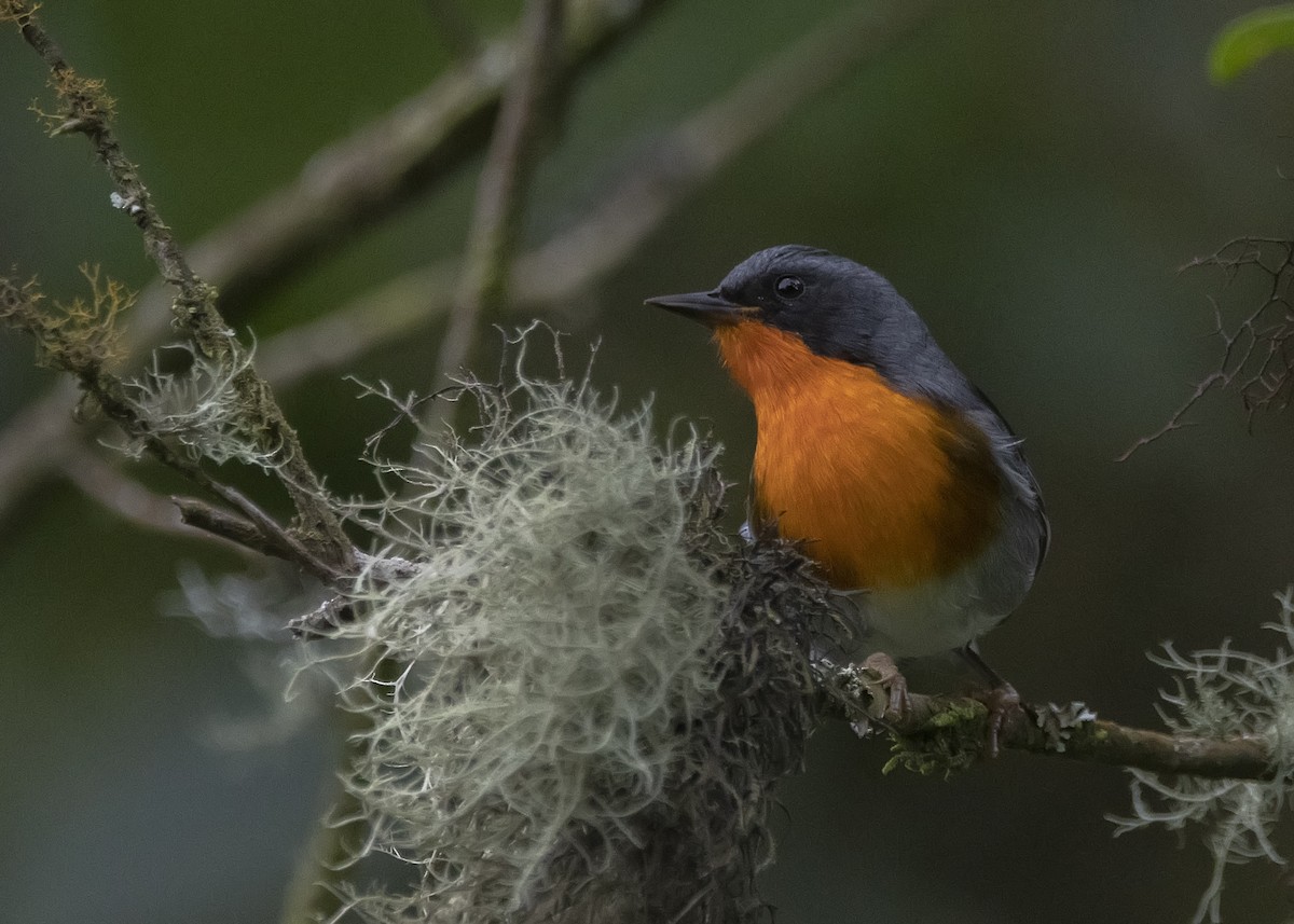 Flame-throated Warbler - Leandro Arias
