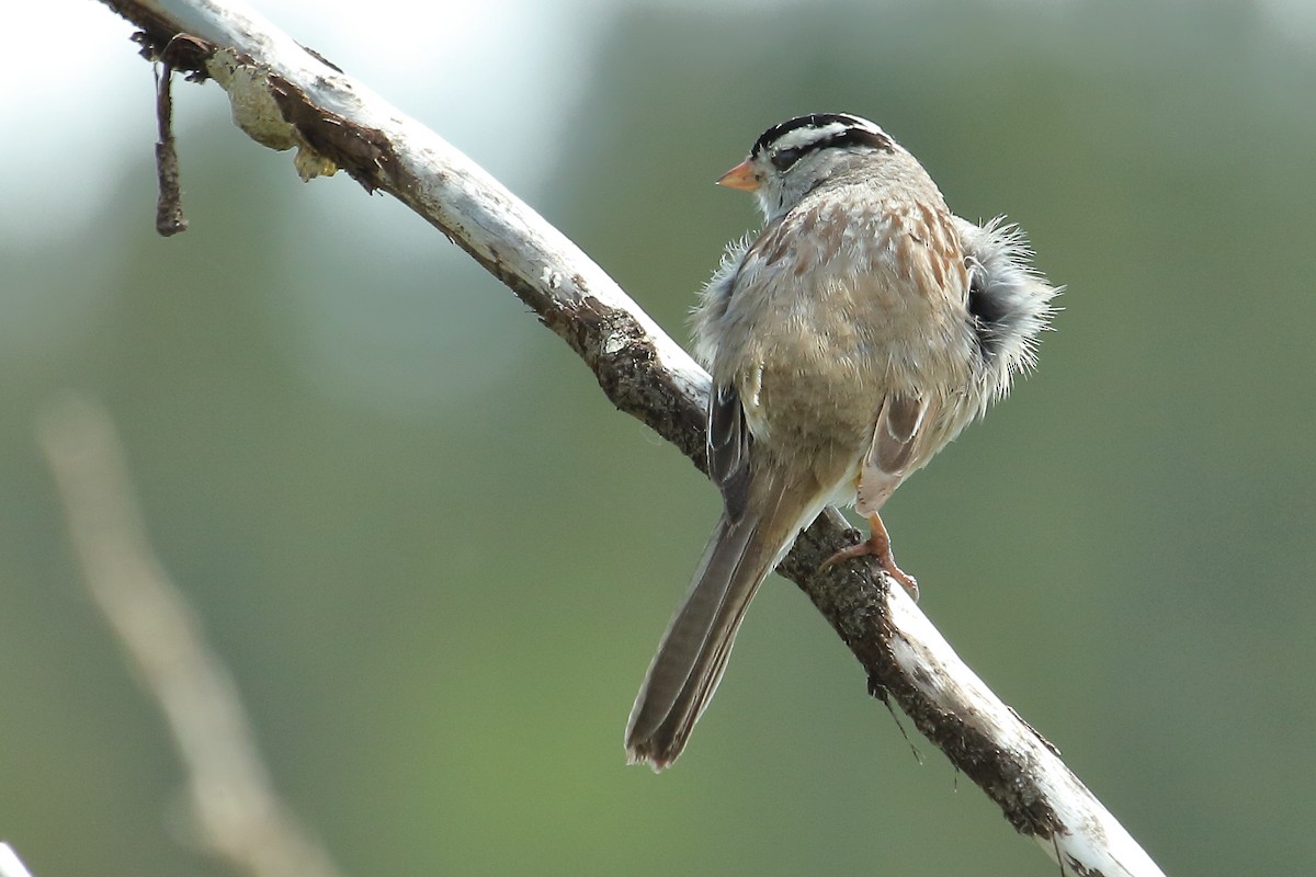 White-crowned Sparrow - gord smith