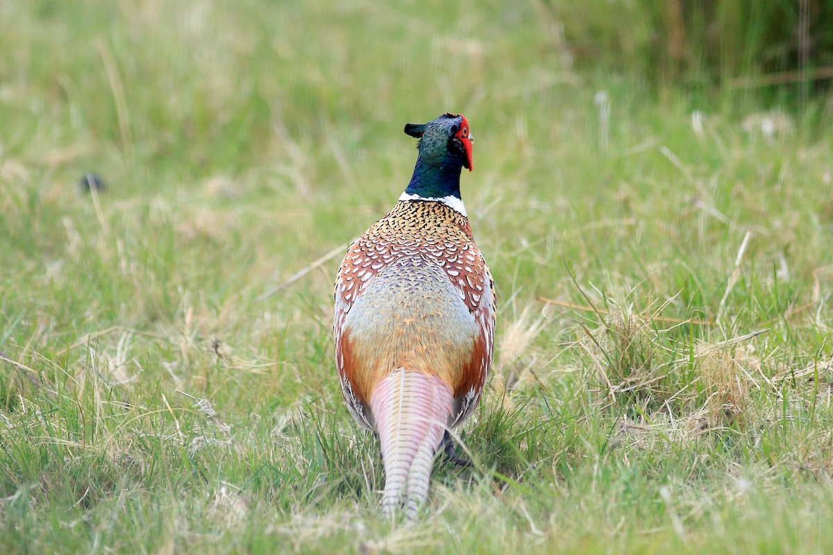 Ring-necked Pheasant - John Mercer
