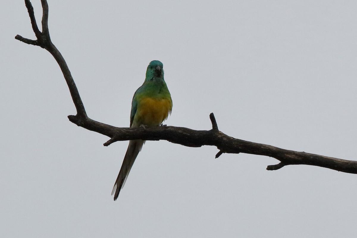 Red-rumped Parrot - Holger Teichmann