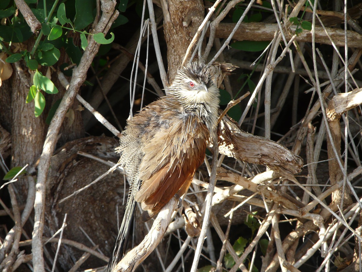 White-browed Coucal - Iain Robson