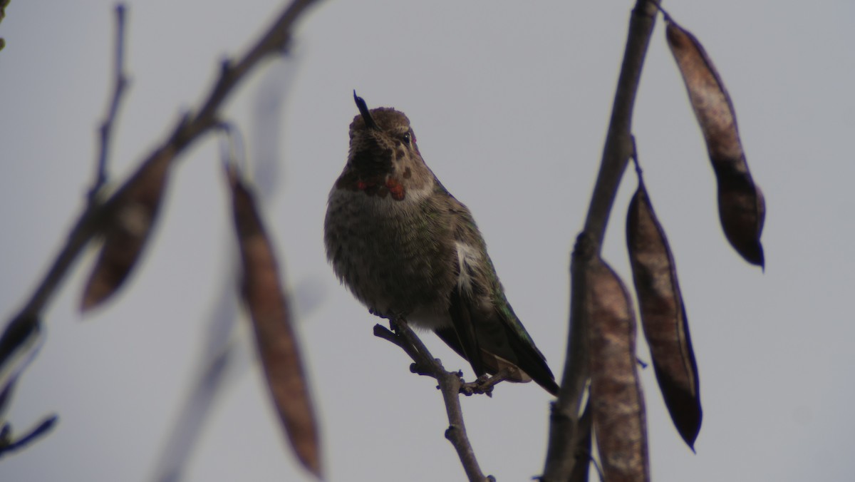 Anna's Hummingbird - ML191259801