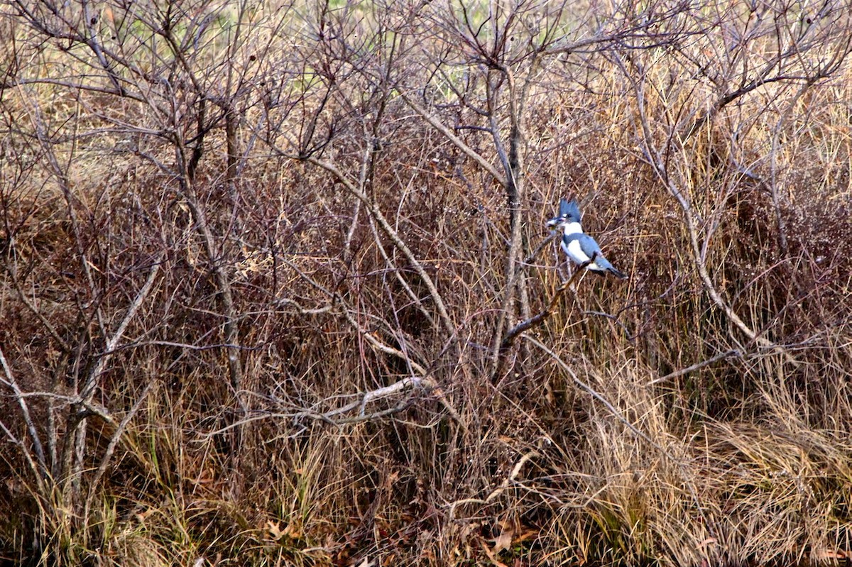 Belted Kingfisher - ML191261541