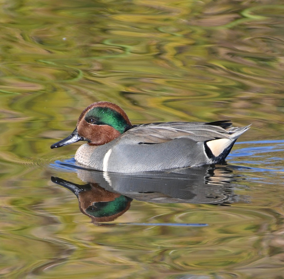 Green-winged Teal - william tyrer