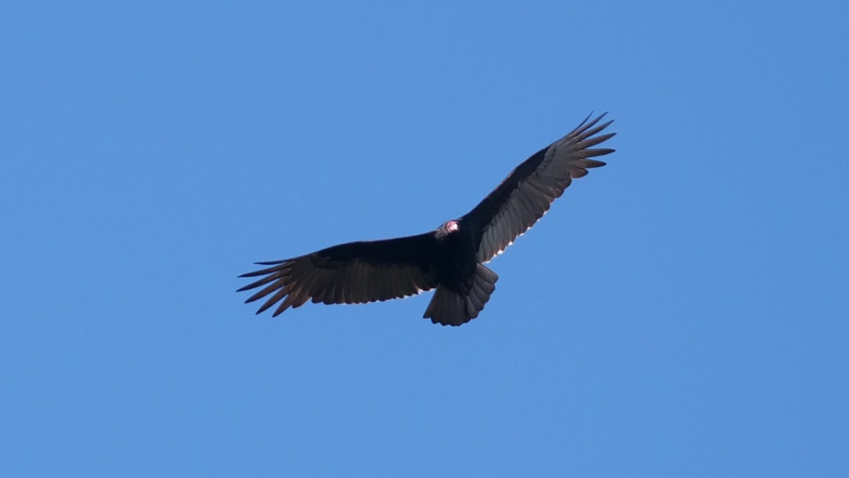 Turkey Vulture - Kent McDonald