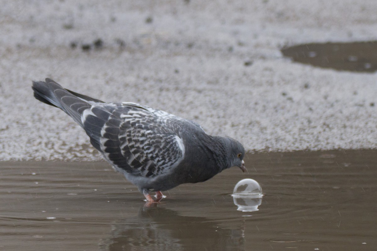 Rock Pigeon (Feral Pigeon) - ML191265841